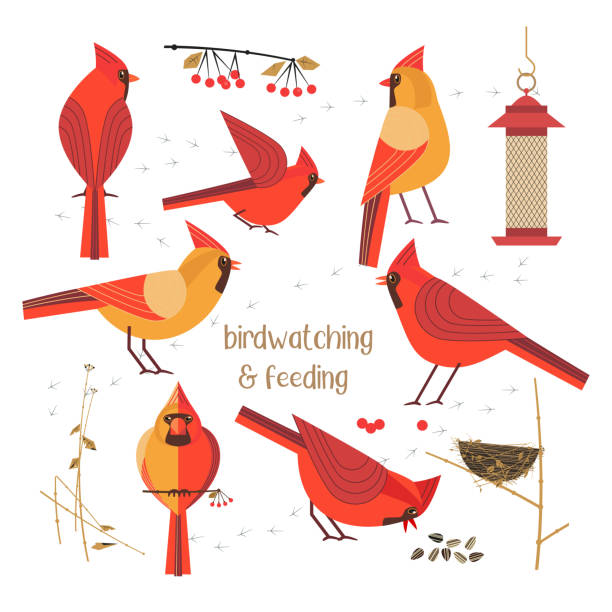 ilustrações, clipart, desenhos animados e ícones de cartaz de alimentação de aves - cardeal pássaro