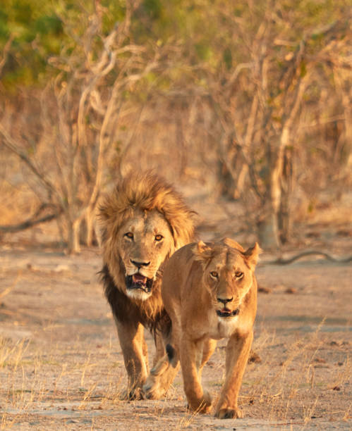 istock Lion and Lioness 905318090