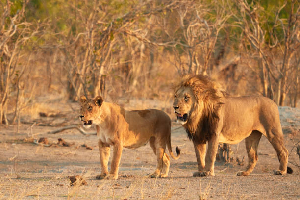 istock Lion and Lioness 905318098