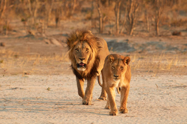 istock Lion and Lioness 905318102