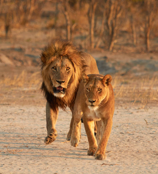 istock Lion and Lioness 905318162