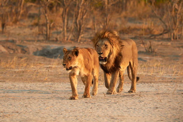 istock Lion and Lioness 905318164
