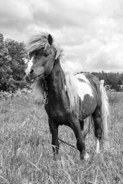 istock Pony grazing in field day 905319202