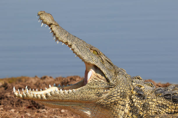 istock Crocodile with his mouth open 905319240