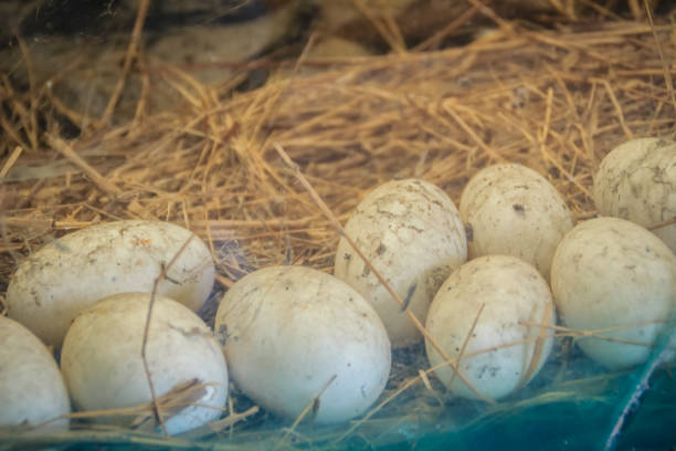 istock White crocodile eggs in the straw nest. 905319252