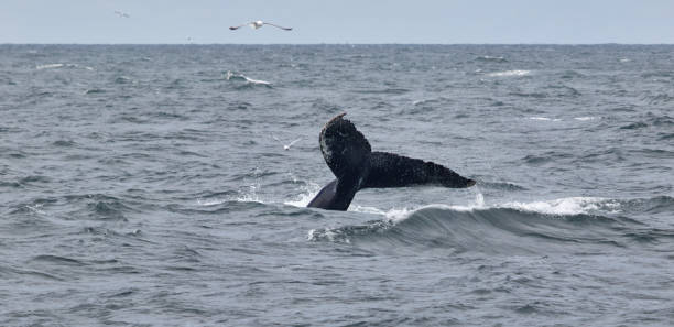 istock Tail of a whale 905319580