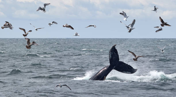 istock Tail of a whale 905319590