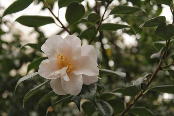 istock Beautiful white camellia flower 905322676