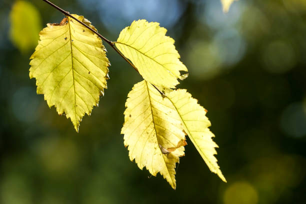 istock yellow leaves on a thin tree branch on blurred dark green background. 905323502
