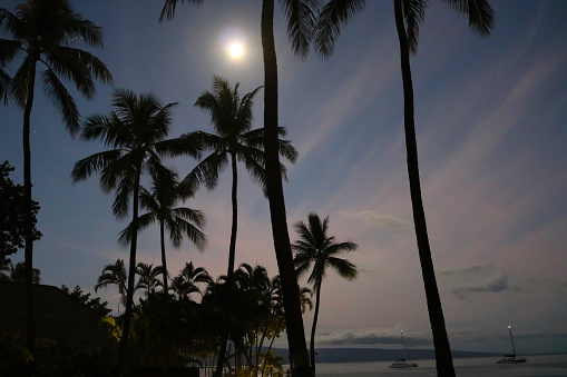 Full moon over island with ocean and palm trees in silhouette in foreground