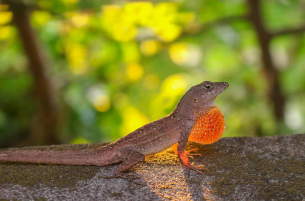 istock Anole Lizard Profile in Defensive Position with Sunlight Behind 905325918