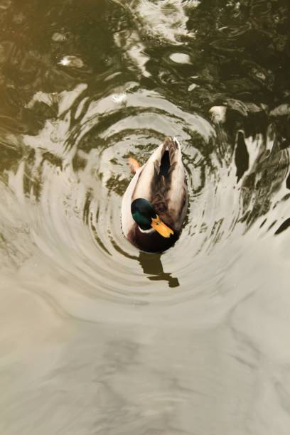istock Ducks in the garden pond 905328470