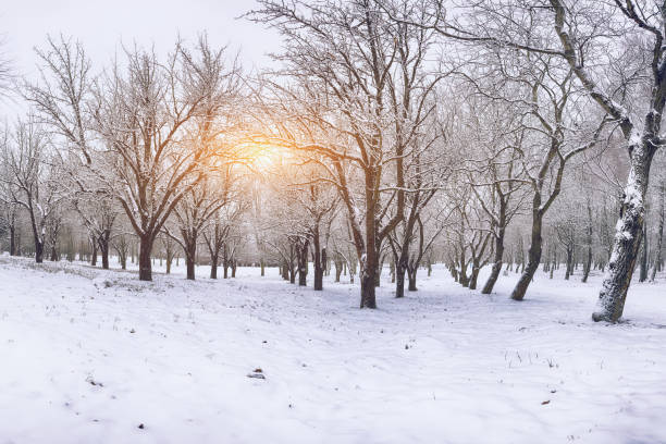 istock Snow-covered trees in the city park. 905328858