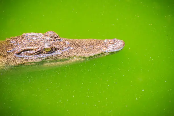 Photo of Crocodiles have acute senses that them eyes, ears and nostrils are located on top of the head, allowing the crocodile to lie low in the water, almost totally submerged and hidden from prey.