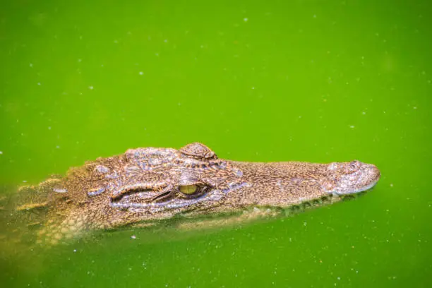 Photo of Crocodiles have acute senses that them eyes, ears and nostrils are located on top of the head, allowing the crocodile to lie low in the water, almost totally submerged and hidden from prey.