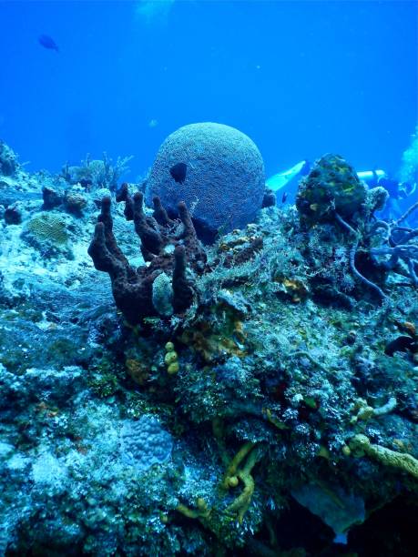 istock Brain coral, Cozumel, Mexico 905329980