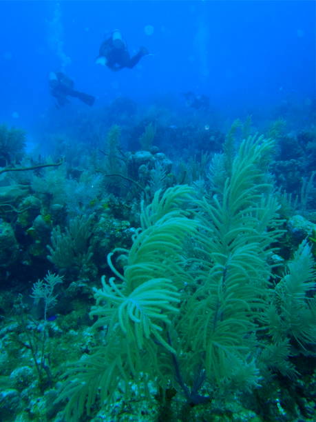 istock Underwater garden along the Riviera Maya, Mexico 905330016