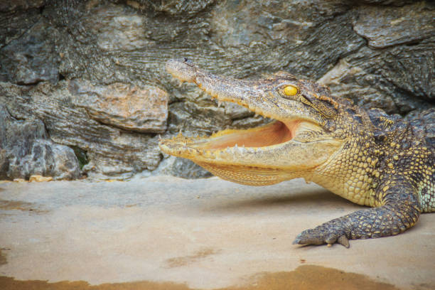 istock An angry crocodile is open jaws and ready to strike. A young crocodile is open mouth while resting at the farm. Commercial crocodile farming business is very profitable, but requires for 3 to 4 years. 905330032