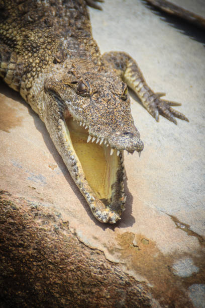 istock An angry crocodile is open jaws and ready to strike. A young crocodile is open mouth while resting at the farm. Commercial crocodile farming business is very profitable, but requires for 3 to 4 years. 905330156