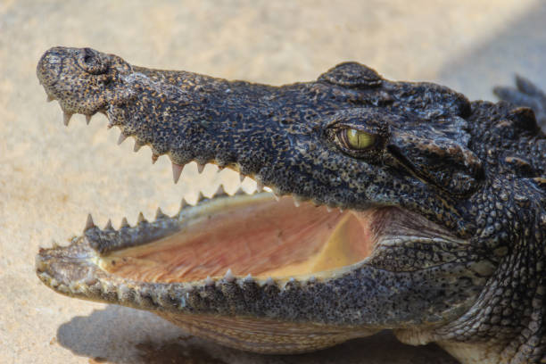 istock An angry crocodile is open jaws and ready to strike. A young crocodile is open mouth while resting at the farm. Commercial crocodile farming business is very profitable, but requires for 3 to 4 years. 905332400