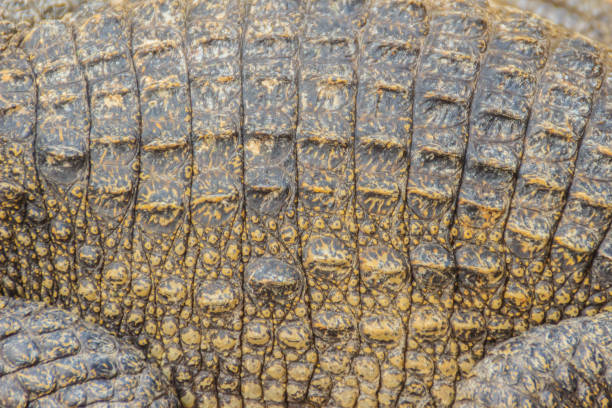 istock Alive crocodile skin background. Crocodile skin pattern from alive body. 905332514