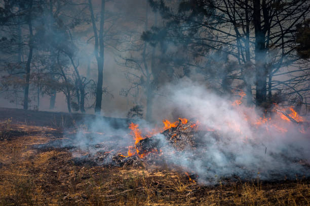 istock forest fire. firefighters to extinguish the fire. wildfire 905333060
