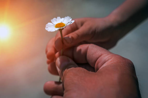 istock giving wild flower with love. beautiful background 905333404