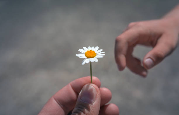 istock giving wild flower with love. beautiful background 905333518