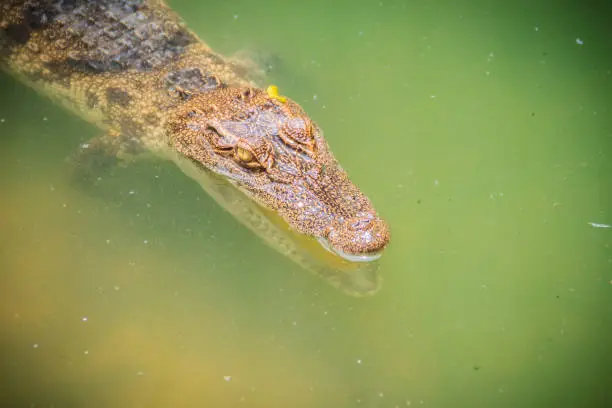 Photo of Crocodiles have acute senses that them eyes, ears and nostrils are located on top of the head, allowing the crocodile to lie low in the water, almost totally submerged and hidden from prey.