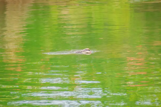 Photo of Crocodiles have acute senses that them eyes, ears and nostrils are located on top of the head, allowing the crocodile to lie low in the water, almost totally submerged and hidden from prey.