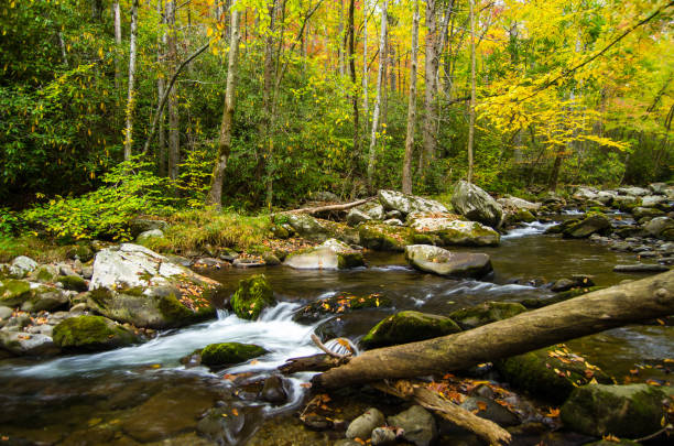 istock Autumn at Elkmont 905339180