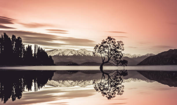 Beautiful tree of lake Wanaka Beautiful tree of lake Wanaka mirror lake stock pictures, royalty-free photos & images