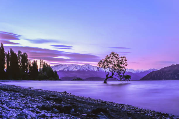 Sunrise in lone tree of lake Wanaka