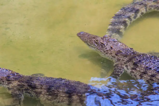 Photo of Crocodiles have acute senses that them eyes, ears and nostrils are located on top of the head, allowing the crocodile to lie low in the water, almost totally submerged and hidden from prey.