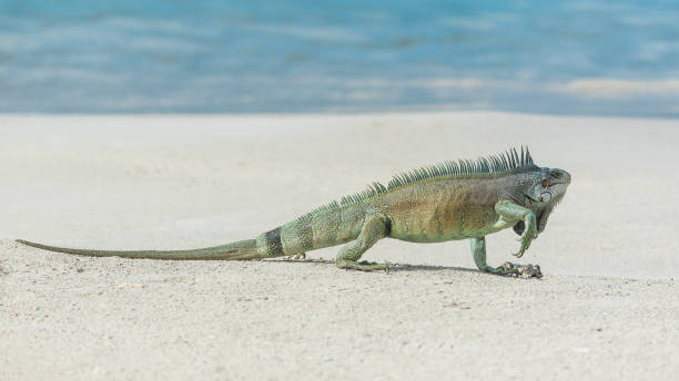 istock Green iguana walking the sand 905339672