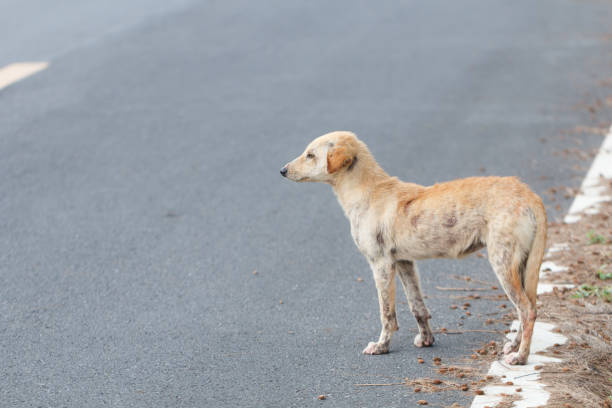 istock Cute dog on the street 905340142