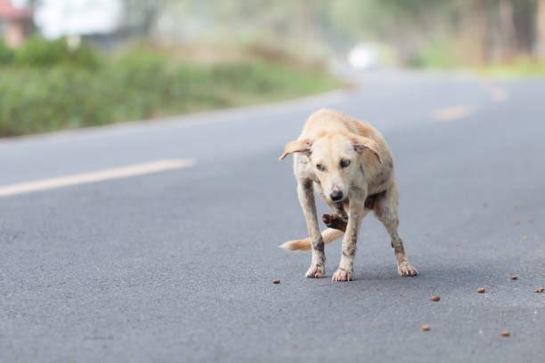 istock Cute dog on the street 905340158