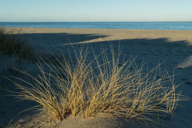 a beautiful drawing of lyme grass stalks and wind in the sand of the seaside