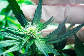 makro-blume-ein-cannabisblatt-und-eines-mannes-hand-konzept-der-freizeit-anbau-und-die.jpg?b=1&s=170x170&k=20&c=GYhFPi8H5XbIjInDmKoYiZ2J8_TY54QkXWoJbUZ21B4=
