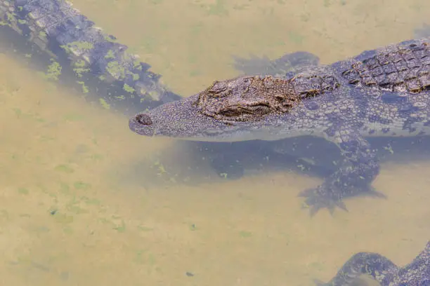 Photo of Crocodiles have acute senses that them eyes, ears and nostrils are located on top of the head, allowing the crocodile to lie low in the water, almost totally submerged and hidden from prey.