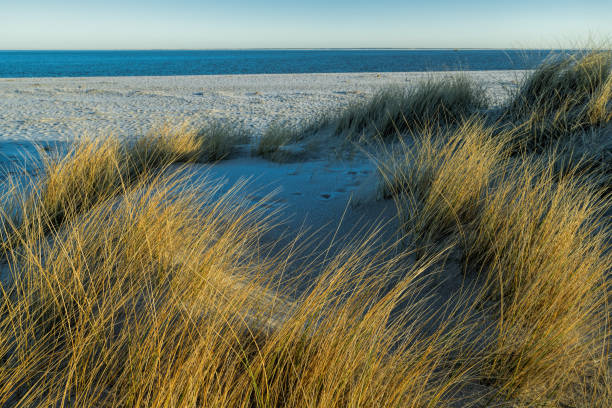 Dune with beach grass in the foreground.