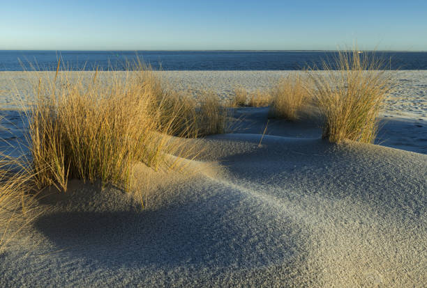 Sand dunes with marram grass in sunlight. 