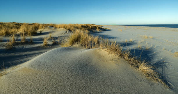istock Sand dunes with marram grass in sunlight at Ellenbogen north of Sylt 905340450