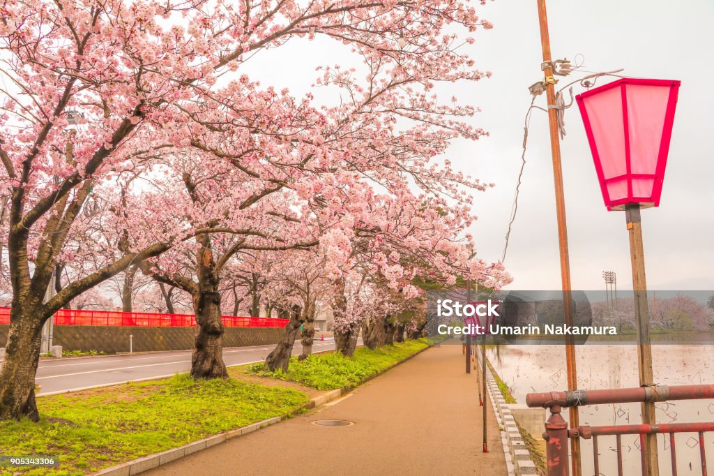 Beautiful cherry blossom sakura festival  of Muramatsu Park in spring time, Niigata Prefecture,Japan. Beauty Stock Photo
