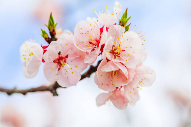 istock Beautiful cherry blossom , sakura  in spring time  (Soft focus ). 905343380