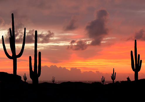 Sunset in the Desert with Saguaro Cacti in Silhouette