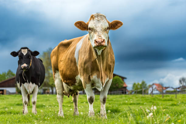 herde kühe auf einer weide in unteralläu - bayern. simmentaler kuh - weiler im allgau stock-fotos und bilder