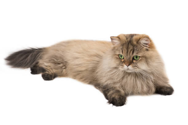istock Fluffy British longhair cat, isolated on a white background 905346228