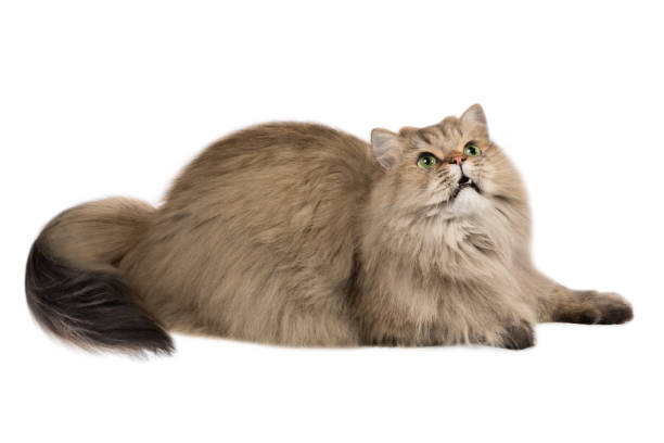 istock Fluffy British longhair cat, isolated on a white background 905346230