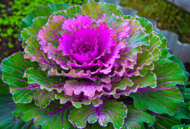 istock Beautiful ornamental cabbage in the landscape design. 905347220